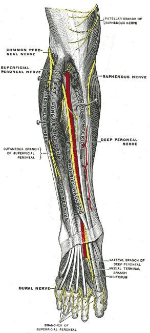 Can you name the all the muscles of the foot? Superficial Peroneal Nerve - Anatomy - Orthobullets
