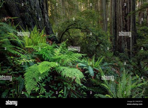 Ferns Beneath Giant Redwood Trees Stout Memorial Grove Jedediah Smith