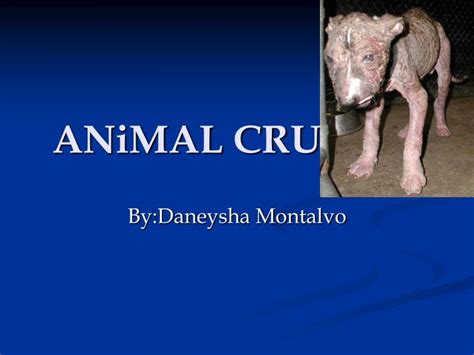 Ppt Animal Cruelty Powerpoint Presentation Free Download Id5338595