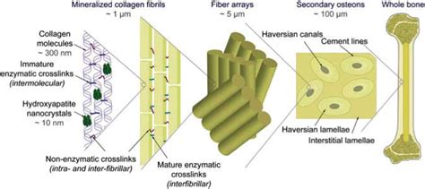 Characterizing The Mechanical Properties Of Bone With The Assistance Of