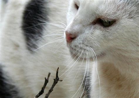 Close Up Of A Piebald Cat Photograph By Tracey Harrington Simpson
