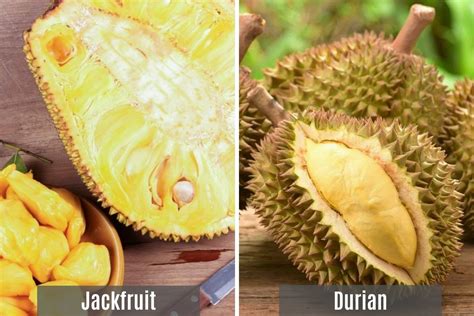 Jackfruit Vs Durian Differences Recipes Izzycooking