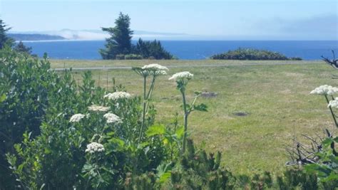 Wildflowers Along The Oregon Coast Minnesota Girl In The