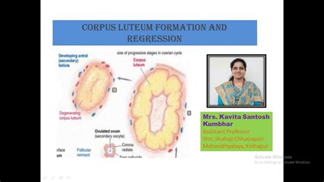 B Sc II Formation And Degeneration Of Corpus Luteum YouTube