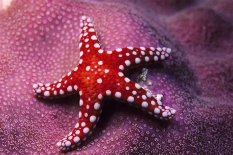 What Is The Upper Surface Of The Starfish Called Naturefins