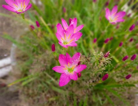 Beautiful Pink Flowers Blooming In Green Grass Nature Photography