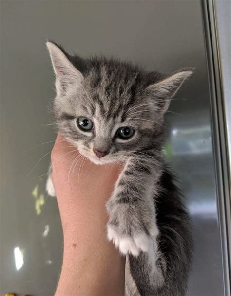 Pictures Of Gray Tabby Kittens Selective Focus Photography Of Sittng