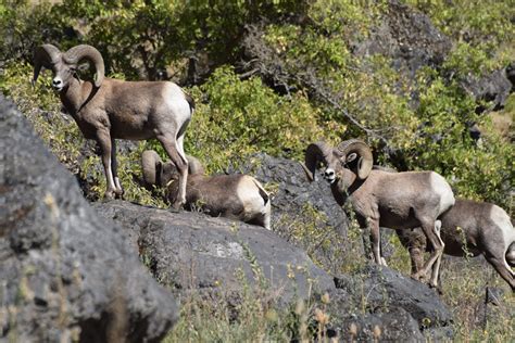 Lawsuit Filed To Prevent Disease In Bighorn Sheep Herds The Spokesman