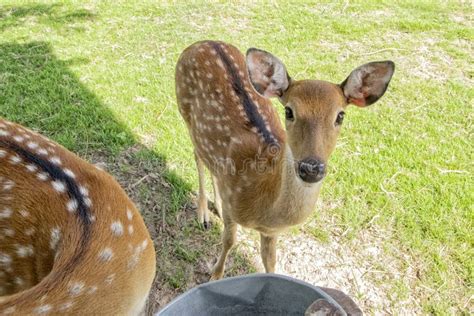 Doe Or Female Deer In Zoo Look Curious At Camera Stock Photo Image