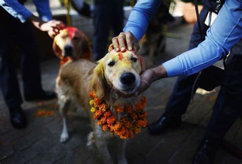 Kukur Tihar El Festival Que Venera A Los Perros Llenándolos De Color