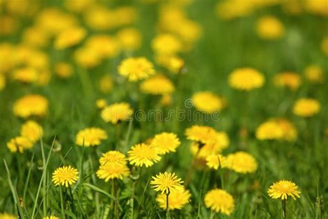 Meadow With Yellow Dandelion Flowers Amidst Green Grass In Spring Time