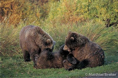 bear cubs at birth