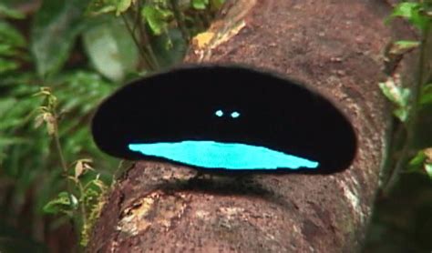 A Vogelkop Superb Bird Of Paradise With Its Vantablack Dark Feathers Creating A Spectacular