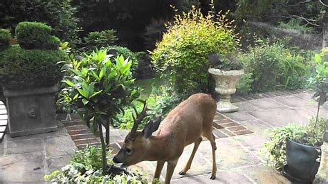 Other plants that deer love include juniper, dogwood and holly. Deer eating my mums plants lool - YouTube
