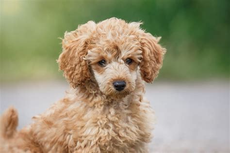Toy Poodle Puppies More Than Just Cuteness Simply For Dogs