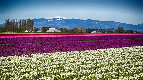 Tulip Fields At Mount Vernon Washington State Stephen Hung Photography