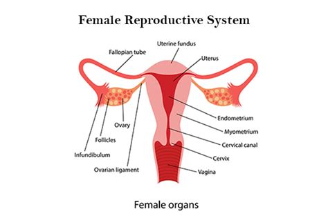 female organs diagram female reproductive system labeled diagram poster zazzle com