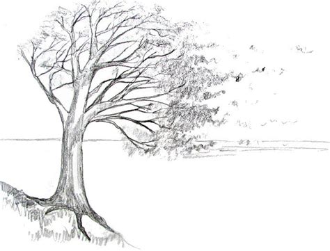 Gambar Berbagai Sketsa Pohon Beringin Yang Rindang Dan Peneduh