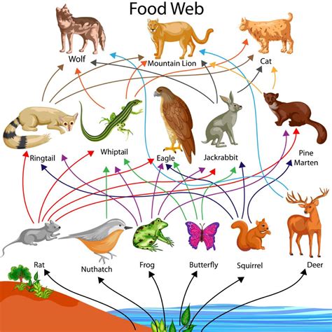Food Chain And Food Web