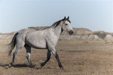 Wild Mustang At Theodore Roosevelt National Park Badlands Stock Photo