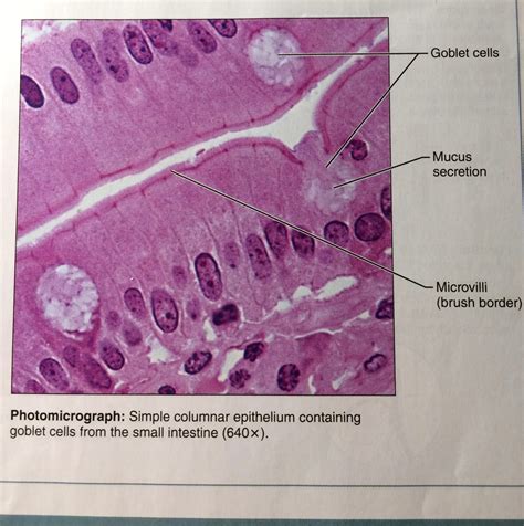 Simple Columnar Epithelium A Labeled Diagram And