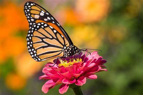 891288 4k Monarch Butterfly Butterflies Insects Rare Gallery Hd