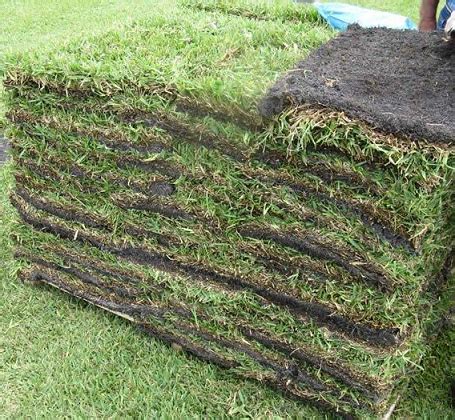 Bermuda grass leaf blades grow as wide as 1/6 inch, but zoysia is finer, rarely growing more than 1/8 inch wide. Sod Grass Pallets at Madison Gardens Nursery - J & J ...