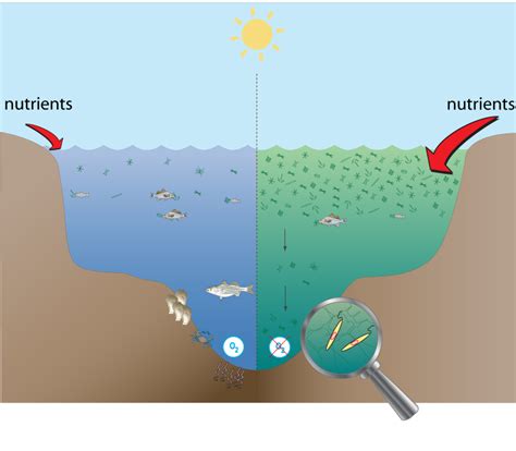 Bay Of Green Bay Experiencing Dead Zones Wnmu Fm