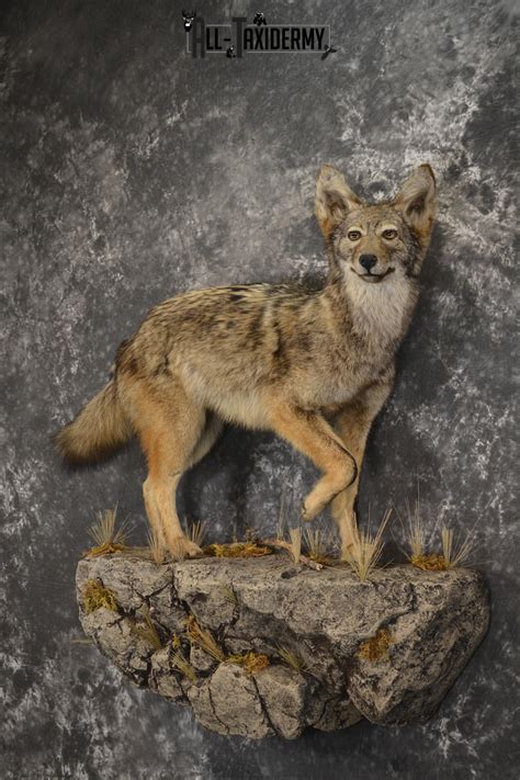 Full Body Coyote Taxidermy Mount For Sale Sku 2050 All Taxidermy