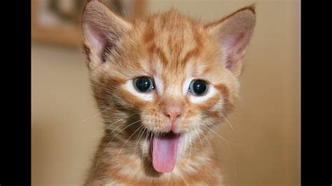 Best Of Funny Cat Videos Cat Vines Compilation 2016