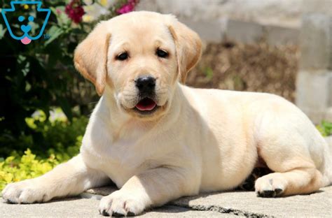 Jazzy Golden Labrador Goldador Puppy For Sale Keystone Puppies