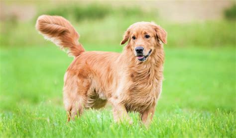 Where are golden retrievers from? Golden Retriever Dog Breed Information, Characteristics ...