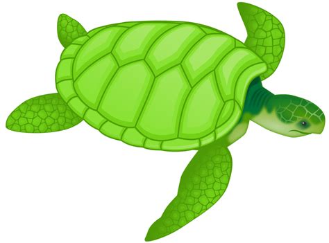Turtle Free Stock Photo Illustration Of A Green Sea Turtle 11029