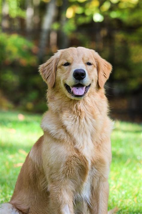 200 Of The Best Golden Retriever Names