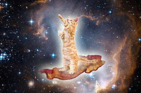 47 Galaxy Cat Wallpaper Wallpapersafari