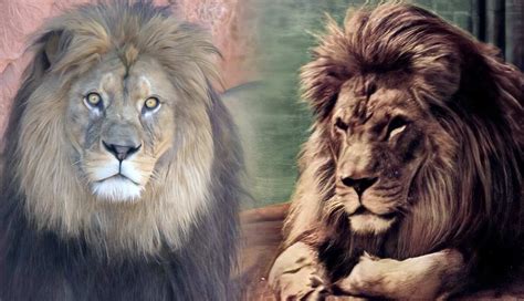 5 Amazing Facts About The Barbary Lion