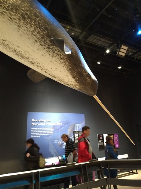 Smithsonian's narwhal exhibit will begin traveling around the U.S. in 2020 - ArcticToday