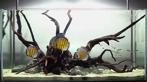 Inilah Hiasan Aquarium Untuk Ikan Discus