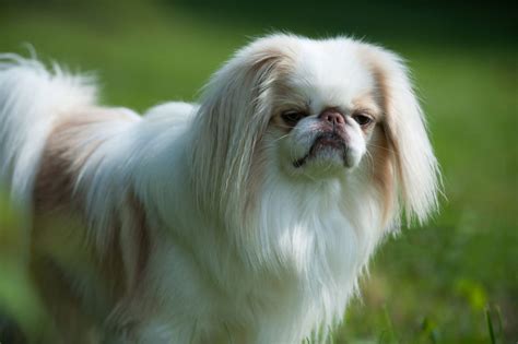 Japanese Chin Breed Complete Guide
