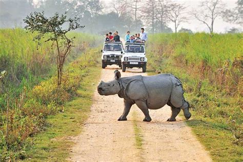 Wildlife Tourism At Kaziranga National Park Ghum India Ghum