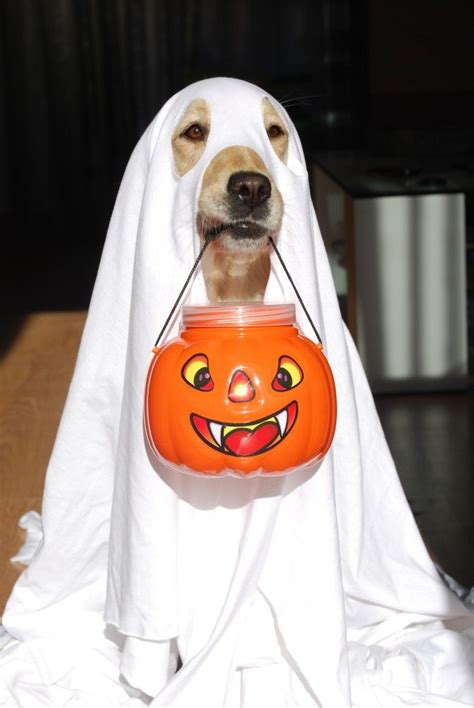 Halloween Disfraces Para Perros Disfraces Para Perros Disfraz Para