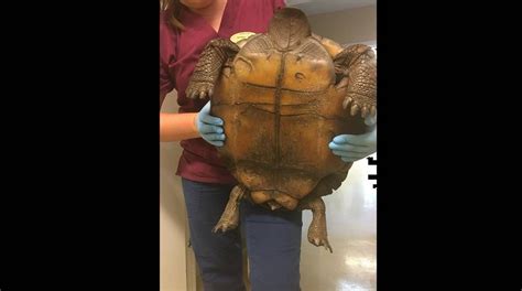 This Gopher Tortoise Is Now The Largest On Florida Record It Could Get