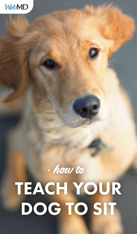 Watch How To Teach Your Dog To Sit With These Easy Tips And Techniques