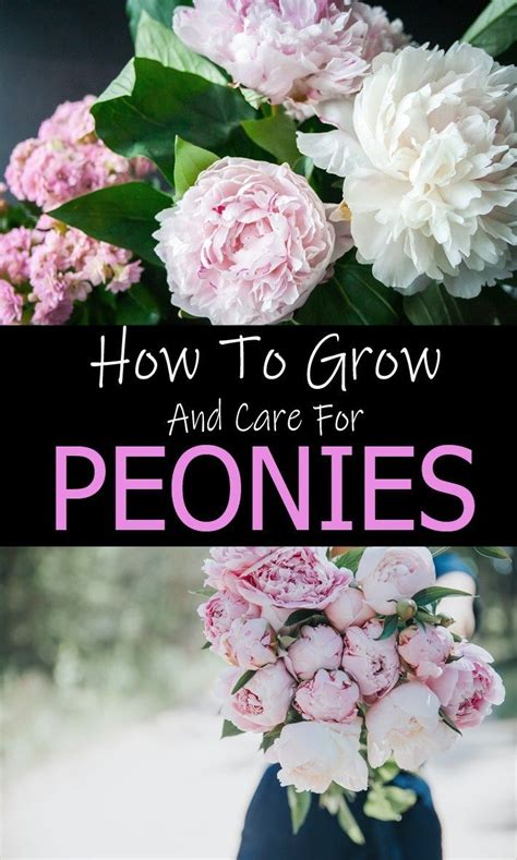 How To Grow And Care For Peonies Peony Care Growing Peonies Peonies