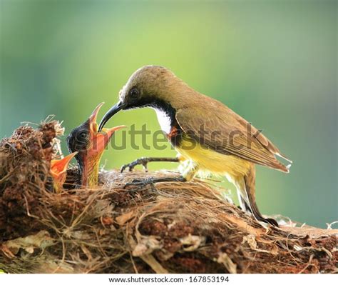 38425 Bird Feeding Baby Stock Photos Images And Photography Shutterstock