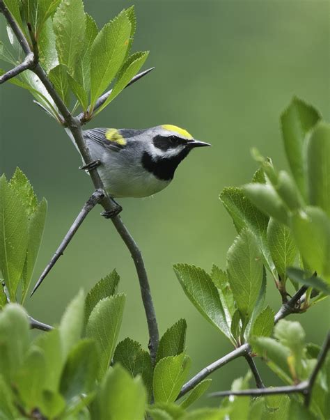 Working Together To Keep Golden Winged Warblers In Smyth County — Blue