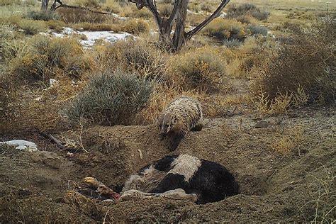 Check with your local farms or click on the beyond the farm link on your state page to find farmers markets when you buy from an eatwild supplier you get great food and support your local farmer. Badger filmed burying a whole cow by itself in Utah ...