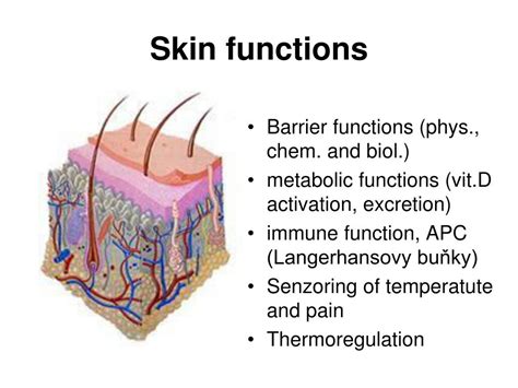Ppt Skin Barrier Function Skin Conductivity Powerpoint Presentation