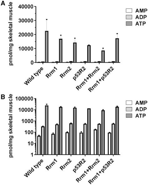 Measurement Of Amp Adp And Atp Levels In Skeletal Muscle Extracts