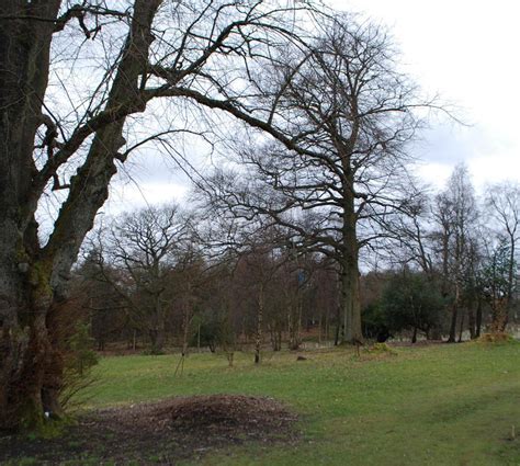 Larbert Forest In Larbert 1 Reviews And 9 Photos